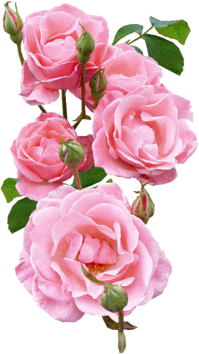 Roses jolies roses ...