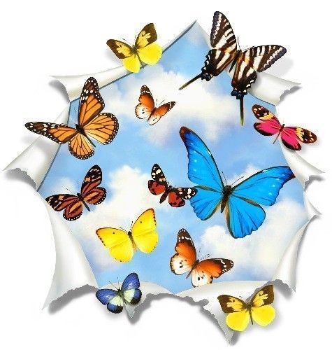 Papillons, messagers d'espoir