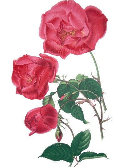 Roses jolies roses ...